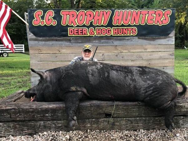 South Carolina Hog Hunting